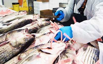 labimg_1400_400_1_fish-table-banner.jpg labimg_1400_400_1_fish-table-banner.jpg